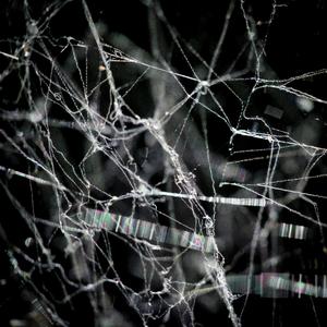 triplet after Denver