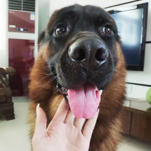 姑娘（翻自 隔壁老樊）