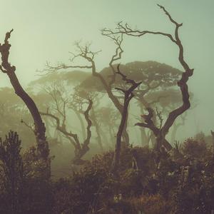 Jungle
