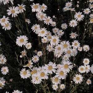 계란꽃(鸡蛋花)