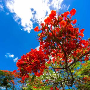 春天的味道 - 芥末原创歌曲