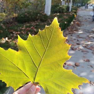 总有一天你会出现在我身边 （cover）