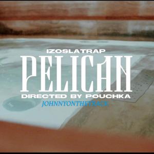 pelican