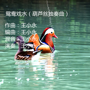 鸳鸯戏水（葫芦丝独奏曲）