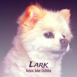 Lark
