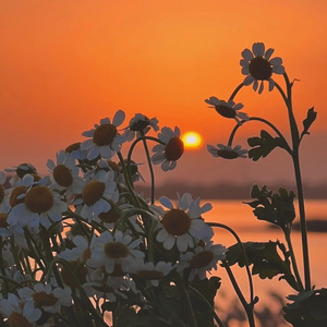 黄昏入梦 思念成海 （纯音乐）