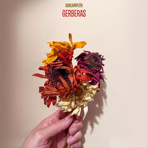 Gerberas