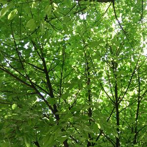 神様のいたずら（Cover 中岛爱）