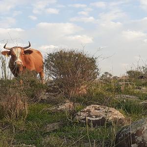 נשיפת העשן