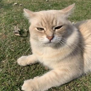 人間だった（翻自 初音ミク）