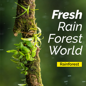The Rain Nest