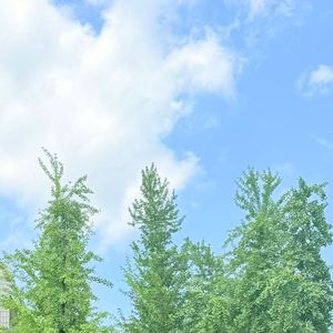 怪情歌