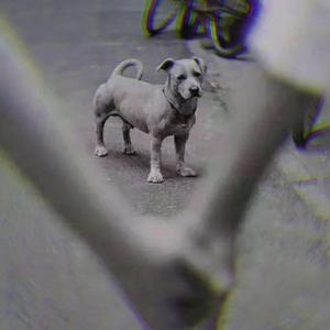 舔狗之歌（demo）