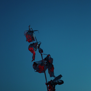 Bramble Roses (feat. Menkare)