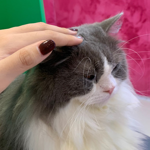 我怀念的（cover孙燕姿）