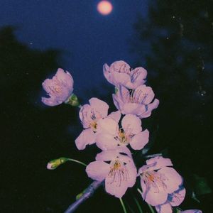 【FREE】Sainté x Nemzzz Type Beat “Magnolia"
