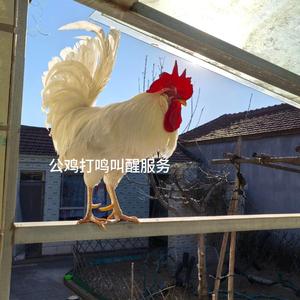 公鸡打鸣叫醒服务