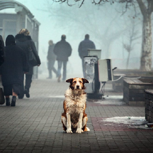 一条无人问津的狗demo