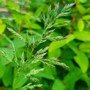 ማሰላሰል እና መዝናናት