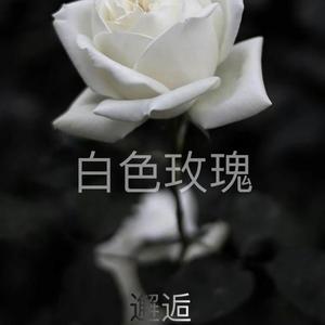 白色玫瑰