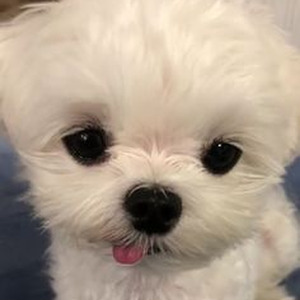 I Wish You Would (slowed)