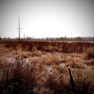 Accursed (Instrumental)