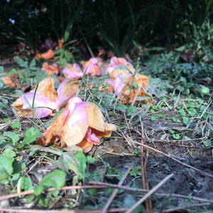 我的卡萨布兰卡