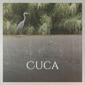 Cuca