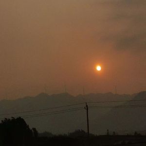 向日葵(2