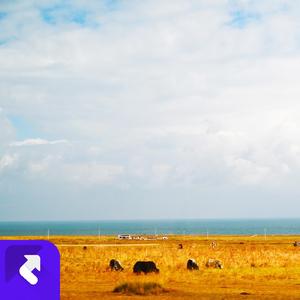 大槐树下的小孩