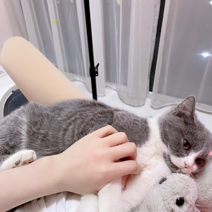 动物世界 伴奏