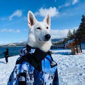 失踪（翻自 群星）