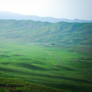 阿哥我想你了 (DJ版)