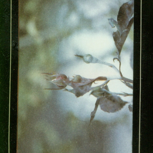 Lucent (Live version)