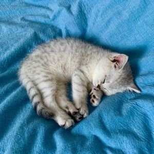 YUKI