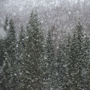 降りしきる雪の中で (インストールメンタル)