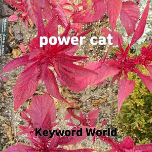 power cat