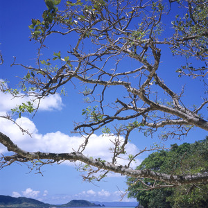 SoR (feat. 初音ミク)