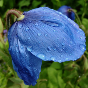 Meconopsis
