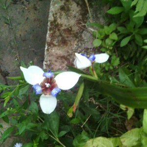 顺其自然(粤语版2)