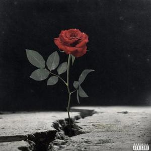 Letter to Rose