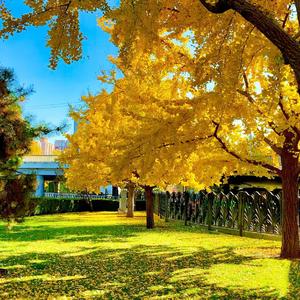 我希望许过的愿望一路生花