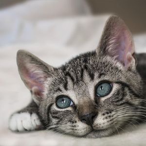 L'Amour, Les Baguettes, Paris