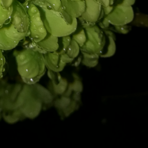 如果你能回应我