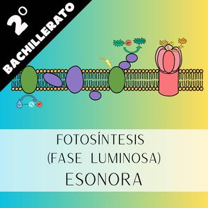 Fotosíntesis (Fase Luminosa)