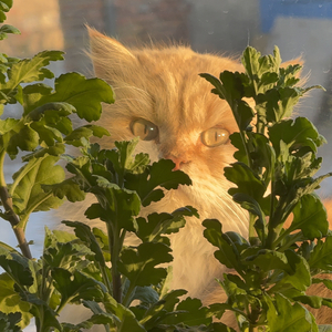 允许真心假意并存