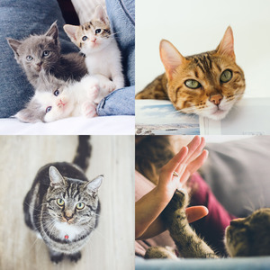 有趣放松的猫情怀