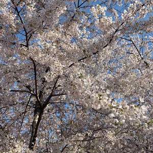 莫妮卡 （cover 柳爽）