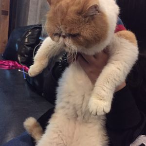 我喜欢（Cover 上海彩虹室内合唱团）