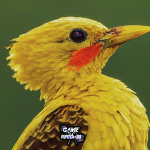 Montagem Pica Pau Amarelo